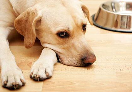 دلایل مدفوع خواری سگ و درمان این اختلال